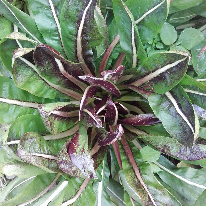 radicchio
